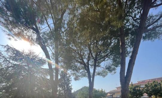Due sedie bianche sotto gli alberi in un parco soleggiato.