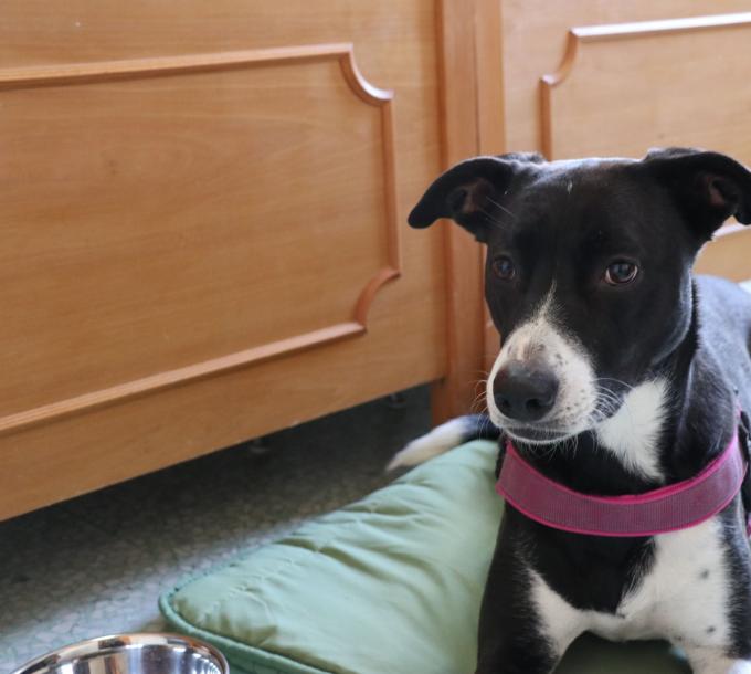 Cane bianco e nero su cuscino verde con pettorina rosa.